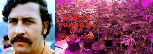 ГАЛЛЮЦИНОГЕННЫЕ ГРИБЫ Белоозёрский